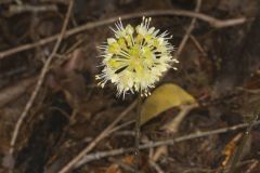 Broadleaf Wild Leek, Allium tricoccum