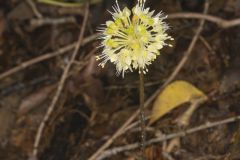 Broadleaf Wild Leek, Allium tricoccum