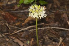 Broadleaf Wild Leek, Allium tricoccum