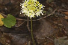 Broadleaf Wild Leek, Allium tricoccum