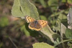 Bronze Copper, Lycaena hyllus