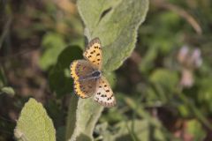Bronze Copper, Lycaena hyllus