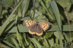 Bronze Copper, Lycaena hyllus