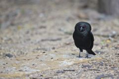 Bronzed Cowbird, Molothrus aeneus