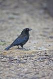 Bronzed Cowbird, Molothrus aeneus