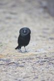 Bronzed Cowbird, Molothrus aeneus