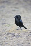 Bronzed Cowbird, Molothrus aeneus