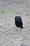 Bronzed Cowbird, Molothrus aeneus