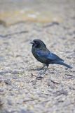 Bronzed Cowbird, Molothrus aeneus