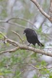 Bronzed Cowbird, Molothrus aeneus