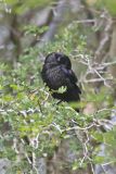Bronzed Cowbird, Molothrus aeneus
