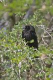 Bronzed Cowbird, Molothrus aeneus