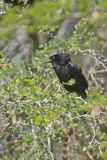 Bronzed Cowbird, Molothrus aeneus