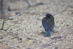 Bronzed Cowbird, Molothrus aeneus