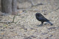 Bronzed Cowbird, Molothrus aeneus