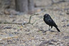 Bronzed Cowbird, Molothrus aeneus