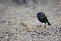 Bronzed Cowbird, Molothrus aeneus