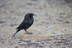 Bronzed Cowbird, Molothrus aeneus