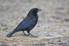 Bronzed Cowbird, Molothrus aeneus
