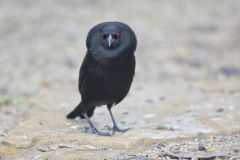 Bronzed Cowbird, Molothrus aeneus