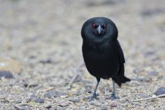 Bronzed Cowbird, Molothrus aeneus