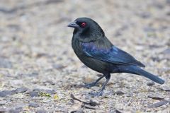 Bronzed Cowbird, Molothrus aeneus