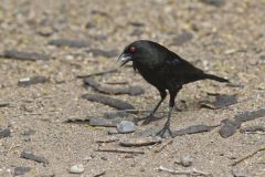 Bronzed Cowbird, Molothrus aeneus