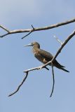 Brown Booby, Sula leucogaster