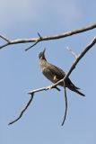 Brown Booby, Sula leucogaster