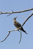 Brown Booby, Sula leucogaster