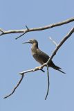 Brown Booby, Sula leucogaster