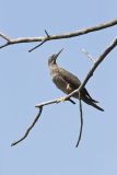 Brown Booby, Sula leucogaster