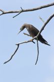Brown Booby, Sula leucogaster