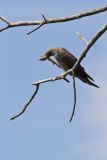 Brown Booby, Sula leucogaster