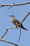 Brown Booby, Sula leucogaster