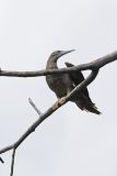 Brown Booby, Sula leucogaster