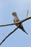 Brown Booby, Sula leucogaster