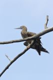 Brown Booby, Sula leucogaster