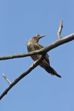 Brown Booby, Sula leucogaster