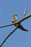 Brown Booby, Sula leucogaster