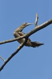 Brown Booby, Sula leucogaster