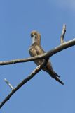 Brown Booby, Sula leucogaster