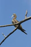 Brown Booby, Sula leucogaster
