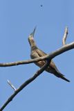Brown Booby, Sula leucogaster