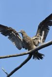 Brown Booby, Sula leucogaster