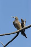 Brown Booby, Sula leucogaster