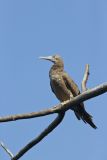 Brown Booby, Sula leucogaster