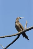 Brown Booby, Sula leucogaster