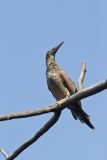 Brown Booby, Sula leucogaster
