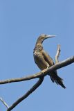 Brown Booby, Sula leucogaster